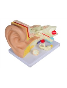 VALUE EAR - 3 parts - 3X