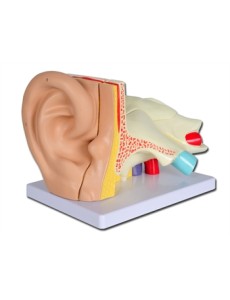 VALUE EAR - 5 parts - 3X