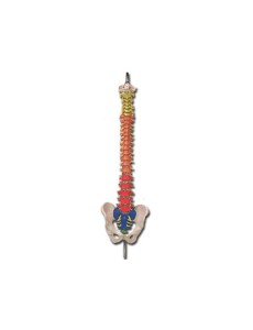 SPINAL COLUMN with colour...