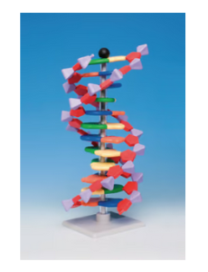 Molekülbaukastensystem miniDNA® / RNA Kits